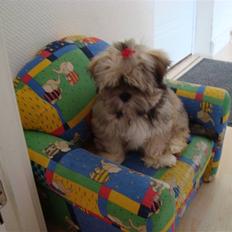 Lhasa apso Bianca