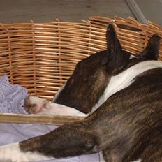 Bullterrier Steadfast Gonzales(Gaffa)