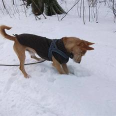 Podengo portugues medio Leopoldo