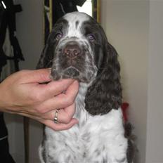 Engelsk springer spaniel "Vega" - Punakha's Kanel