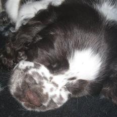 Engelsk springer spaniel "Vega" - Punakha's Kanel