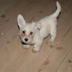 Blanding af racer Mille