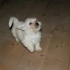 Blanding af racer Mille