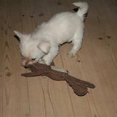 Blanding af racer Mille