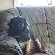 Tibetansk spaniel Tæddy