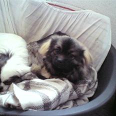 Tibetansk spaniel Tæddy