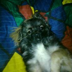 Tibetansk spaniel Tæddy