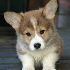 Welsh corgi pembroke Birkebakkens Dolly