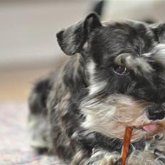 Dvaergschnauzer Gabbi