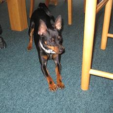 Dvaergpinscher coco