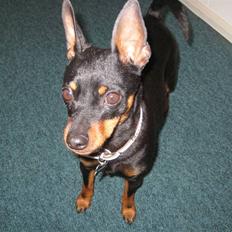 Dvaergpinscher coco