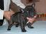 Fransk bulldog Aabech Enya Exellence  R.I.P - Så er Enya blevet 5 uger - århh, hvor vi glæder os til at få hende hjem:-)