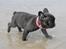 Fransk bulldog LouLou - Min søde smukke lille LouLou på stranden :D