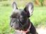 Fransk bulldog LouLou - Smukke smukke smukke LouLou! :)