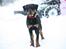Rottweiler molly