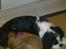 Cavalier king charles spaniel Dina - R.I.P.den 22/11-10