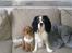 Cavalier king charles spaniel Dina - R.I.P.den 22/11-10