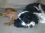 Cavalier king charles spaniel Dina - R.I.P.den 22/11-10