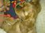 Cavalier king charles spaniel Dina - R.I.P.den 22/11-10