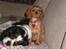 Cavalier king charles spaniel Dina - R.I.P.den 22/11-10