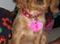 Cavalier king charles spaniel Dina - R.I.P.den 22/11-10