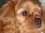 Cavalier king charles spaniel Dina - R.I.P.den 22/11-10