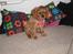 Cavalier king charles spaniel Dina - R.I.P.den 22/11-10