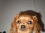 Cavalier king charles spaniel Dina - R.I.P.den 22/11-10