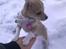 Chihuahua Zoey - Uhh ha det der dejlige sne er koldt, men det er sjovt at lege i ;D