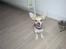 Chihuahua Zoey - det god mad, madmor servere..