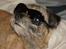 Border terrier Konghans<3 den bedste<3 - du er så sej lille kingo<3 