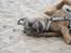Border terrier Konghans<3 den bedste<3 - smukke<3 