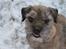 Border terrier Konghans<3 den bedste<3 - "kom så tøser?" 