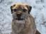Border terrier Konghans<3 den bedste<3 - på stranden<3 