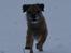 Border terrier Konghans<3 den bedste<3