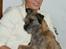 Border terrier Konghans<3 den bedste<3 - konghans tager sig lige en slapper ved min storsøster<3 