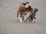Border terrier Konghans<3 den bedste<3 - der bliver sovet<3 