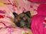 Border terrier Konghans<3 den bedste<3
