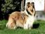 Collie langhåret *Kendra* - Kendra at the age of 1,5 years.