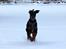 Dobermann Grusholms Nova