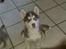 Siberian husky Snow Husky Ziemabor Aslan - Det første billede jeg fik af Aslan.