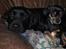 Blanding af racer Edith P - Edith sammen med min mors hund Josefine