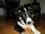 Border collie Satu (Hummelhund) - Behøver du ta alle de billeder mor?