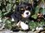 Cavalier king charles spaniel Tilde