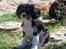 Cavalier king charles spaniel Tilde