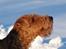 Welsh terrier Sváva's Fafner - William - jul 2010