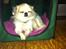Chihuahua Miss Soffy