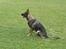 Schæferhund Scharif's Amy R.I.P