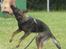 Schæferhund Scharif's Amy R.I.P