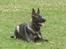 Schæferhund Scharif's Amy R.I.P